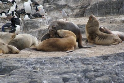 Southern Sea Lions & Dolphin Gulls