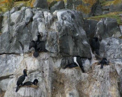 Rock Cormorants