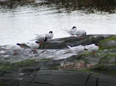 South American Terns