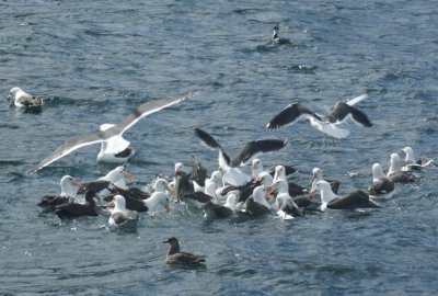 Black-browed Albatross,Southern Giant Petrel, Chilen Skua, Imperial cormorant & Magellanic Penguin
