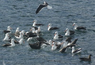 Black-browed Albatross,Southern Giant Petrel, Chilen Skua & Kelp Gull