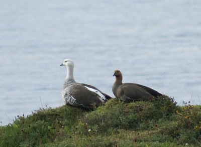 Upland Geese