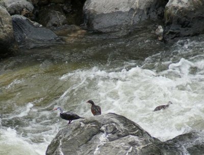Torrent Ducks. Next-one duckling is swimming uptream & the other is on shore, above it