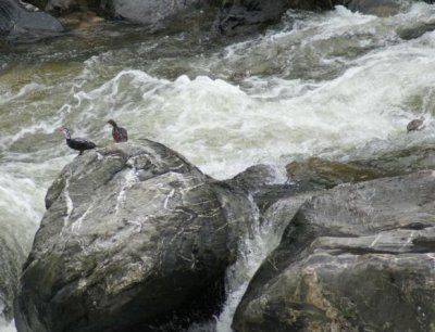 Torrent Ducks. One duckling has made it to the near shore & the other is starting across