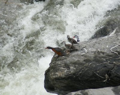 Torrent Ducks. The adults & the both ducklings are on the rock 7 feet above the stream