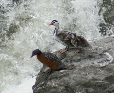 Torrent Ducks, Close-up of the family