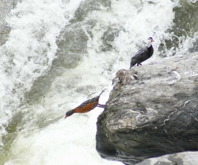 Torrent Ducks. The female dives into the torrent below