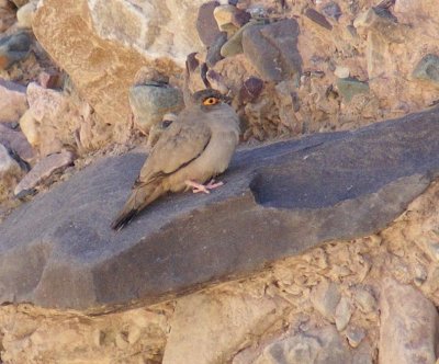 Bare-eyed Ground-dove