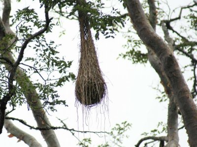 Crested Oropendula nest