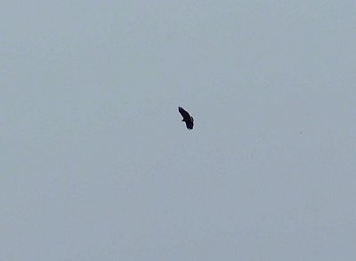 Solitary Eagle