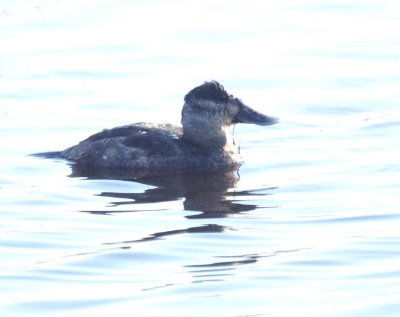 Ruddy Duck