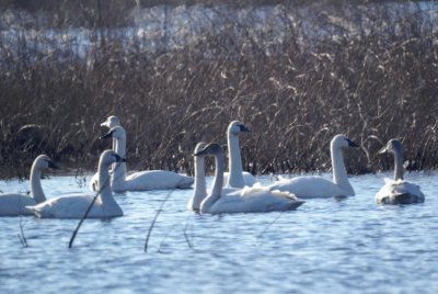 Tundra Swan