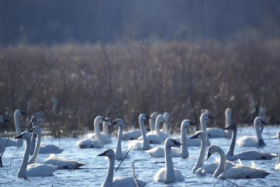 Tundra Swan