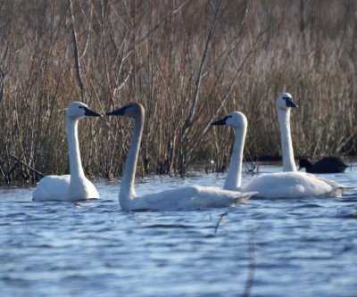 Tundra Swan