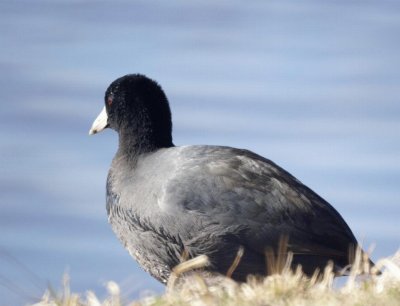 American Coot