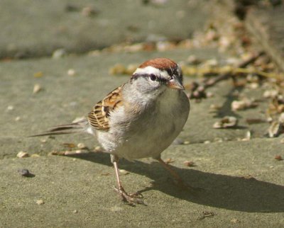 Chipping Sparrow