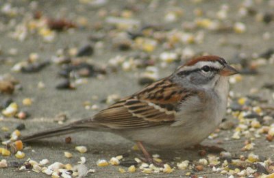 Chipping Sparrow