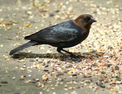 Brown-headed Cowbird