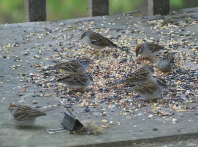 Chipping Sparrow