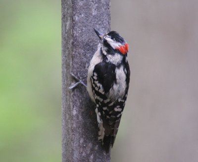 Downy Woodpecker