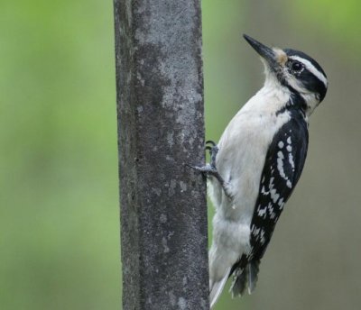 Hairy Woodpecker