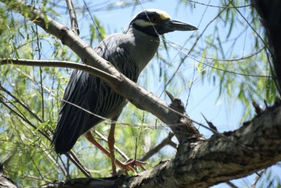 Yellow-crowned Night Heron