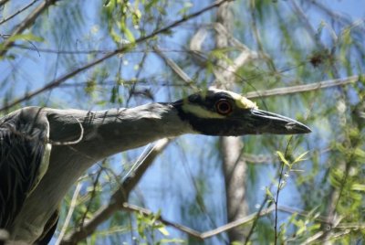 Yellow-crowned Night Heron