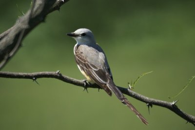 Scissor-tailed Flycatcher