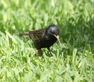 Eouropean Starling
