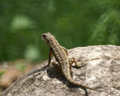 Fence Lizard