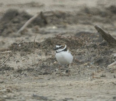 Wilson's Plover