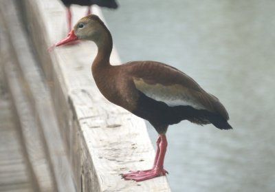 Black-bellied Whistling Duck