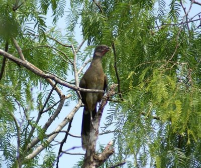 Plain Chacalacca