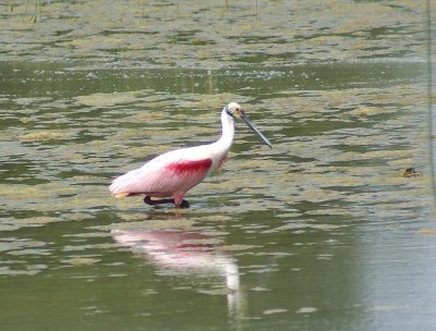 Roseate Spoombill