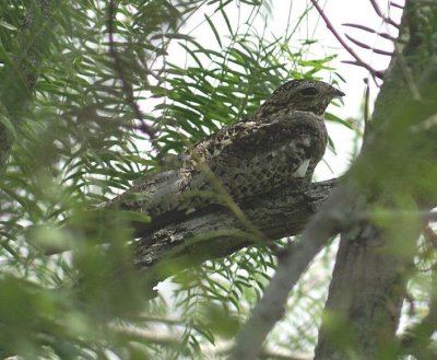 Common Nighthawk