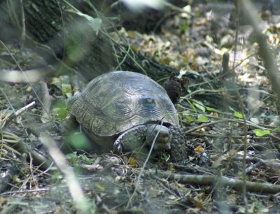 Texas Tortoise
