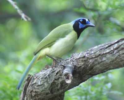 Green Jay