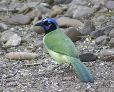 Green Jay