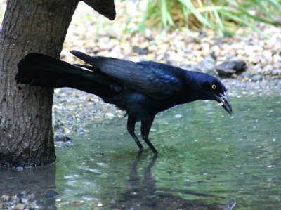 Great-tailed Grackle