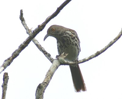 Long-billed Thrasher