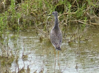 Greater Yellowlegs