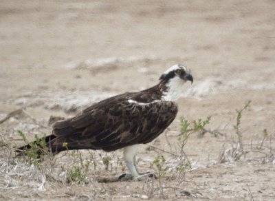 Osprey