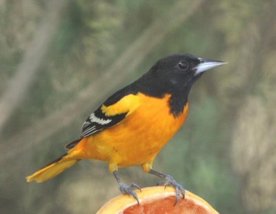 Baltimore Oriole