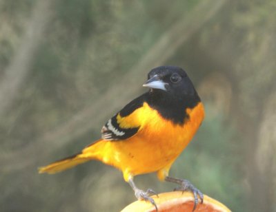 Baltimore Oriole