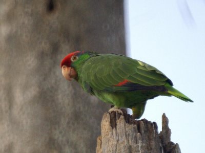 Red-crowned Parrot