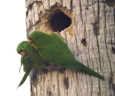 Green Parakeet