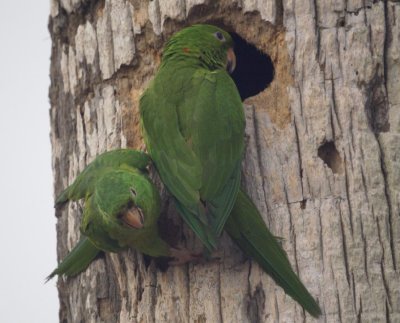 Green Parakeet