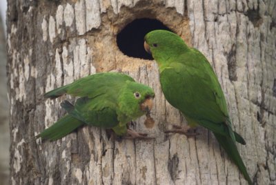 Green Parakeet
