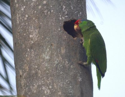 Red-crowned Parrot