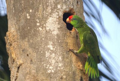 Red-crowned Parrot